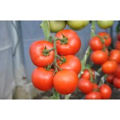Seminte Tomate Abellus F1 RIJK ZWAAN