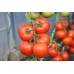 Seminte Tomate Abellus F1 RIJK ZWAAN