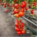 Seminte Tomate Cinto F1 (100 sem) RIJK ZWAAN
