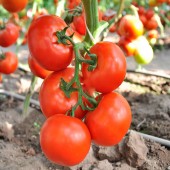 Seminte Tomate Cinto F1 (100 sem) RIJK ZWAAN