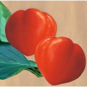 Tomate INIMĂ DE BOU 5 gr