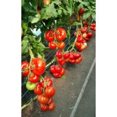 Seminte Tomate Mahitos F1 (100 sem) RIJK ZWAAN
