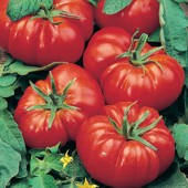 Tomate Marmande 10 gr